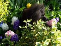 /album/fotogaleria-fotoalbum/rubby3-jpg/