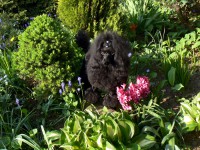 /album/fotogaleria-fotoalbum/rubby6-jpg1/