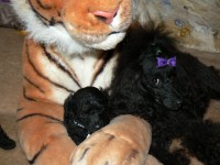 /album/fotogaleria-odchovov-od-rubby/p1450449-jpg/