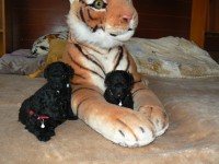 /album/fotogaleria-odchovov-od-rubby/p1450551-jpg/