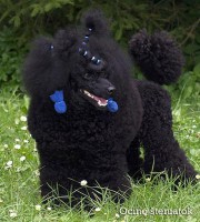 /album/fotogaleria-odchovov-od-rubby/p8024282www1-jpg/