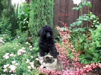 /album/fotogaleria-odchovov-od-nikolky/a0238-jpg/