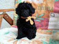 /album/fotogaleria-odchovov-od-niny/a8-jpg/