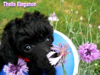 /album/fotogaleria-odchovov-od-niny/a9-kopie-jpg/