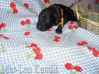 /album/fotogaleria-odchovov-od-butterfly/a0542-jpg/