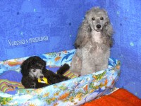 /album/fotogaleria-odchovov-od-butterfly/a0724-jpg/