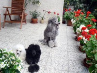 /album/fotogaleria-fotoalbum1/a0105-jpg/
